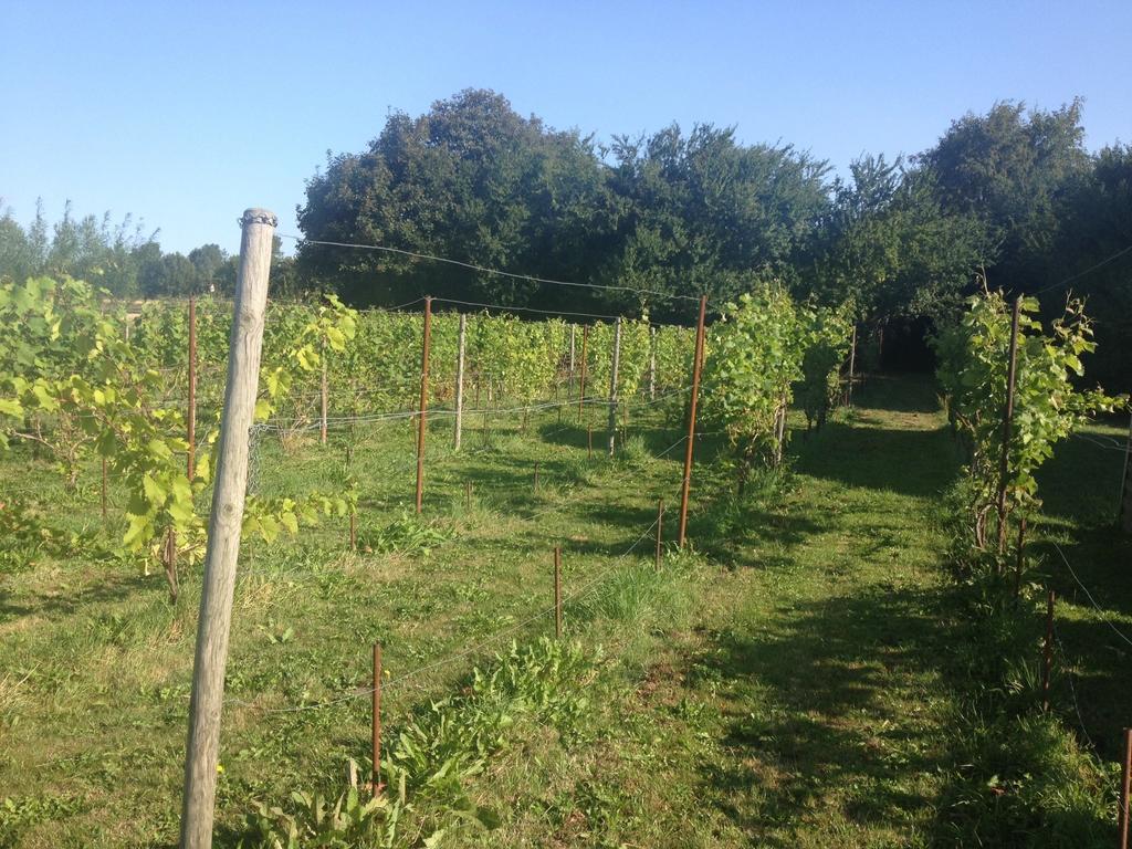 Frorup Kildegaarden Bed & Breakfast الغرفة الصورة